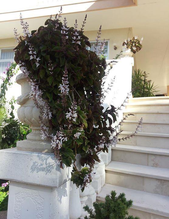 Punto Verde โนซิ ภายนอก รูปภาพ